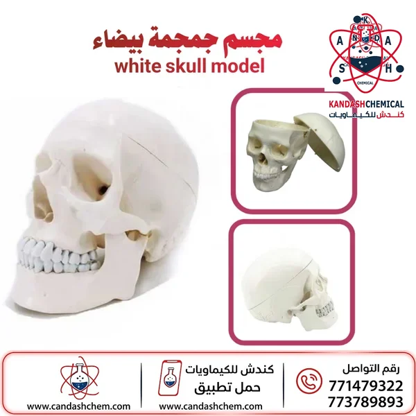 مجسم جمجمة الإنسان بأفضل الاسعار