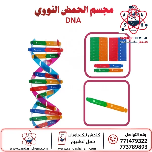 مجسم الحمض النووي DNA اشتري بأفضل الاسعار باليمن