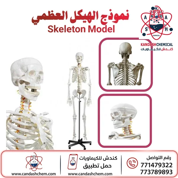 مجسم الهيكل العظمي البشري