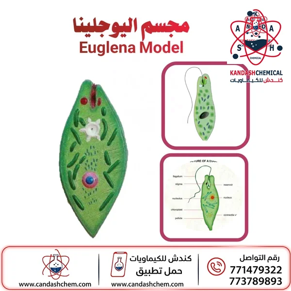 مجسم اليوجلينا خارجي على لوحة نموذج دقيق لدراسة الطلائعيات
