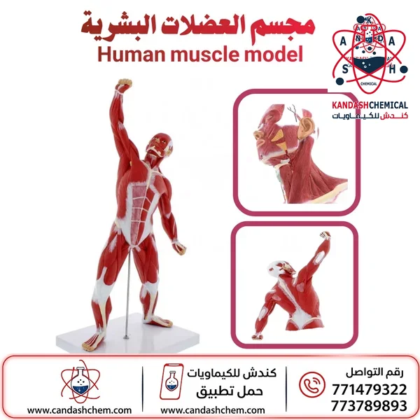 مجسم العضلات البشرية مجسم تشريحي لعضلات الانسان عالي الجودة