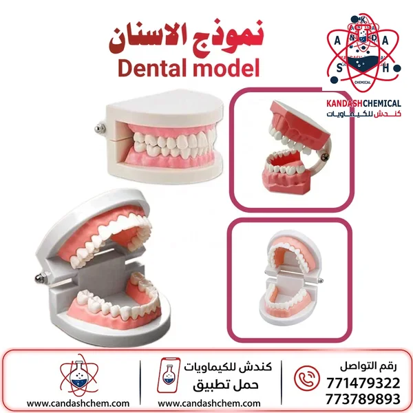 مجسم الأسنان البشرية نموذج تشريحي