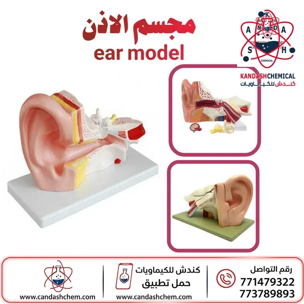 مجسم الأذن البشرية نموذج تعليمي