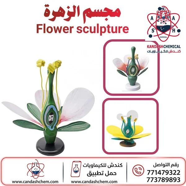 مجسم الزهرة التعليمي نموذج تشريحي