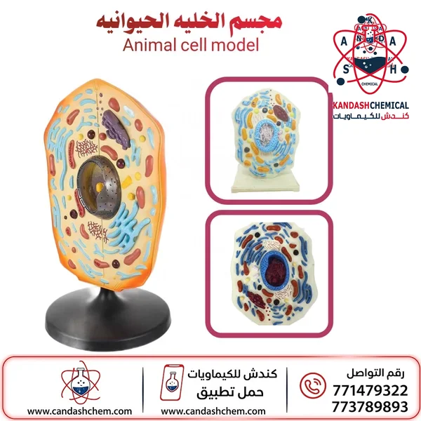 مجسم الخلية الحيوانية التعليمي