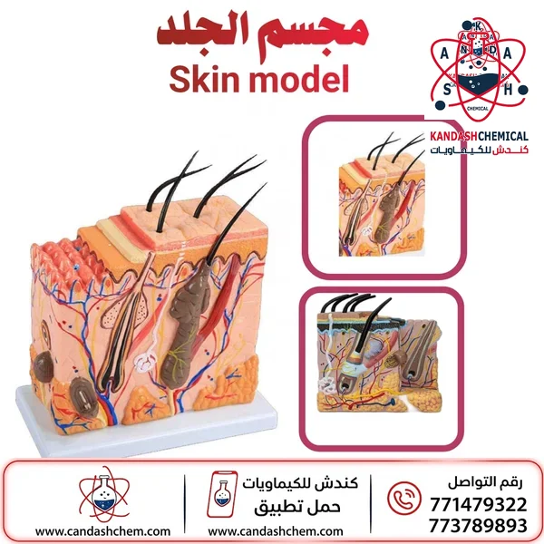 مجسم الجلد البشري نموذج تشريحي