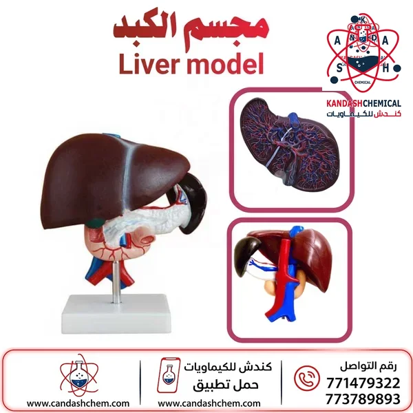مجسم الكبد البشرية نموذج تشريحي