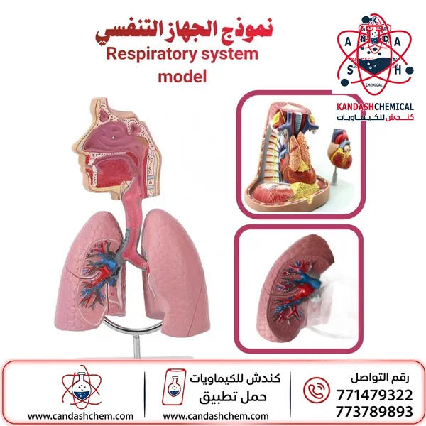 مجسم الجهاز التنفسي مجسم تشريحي بأفضل الاسعار