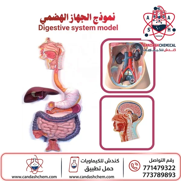 مجسم الجهاز الهضمي